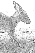 kangaroo Coloring Pages To Print